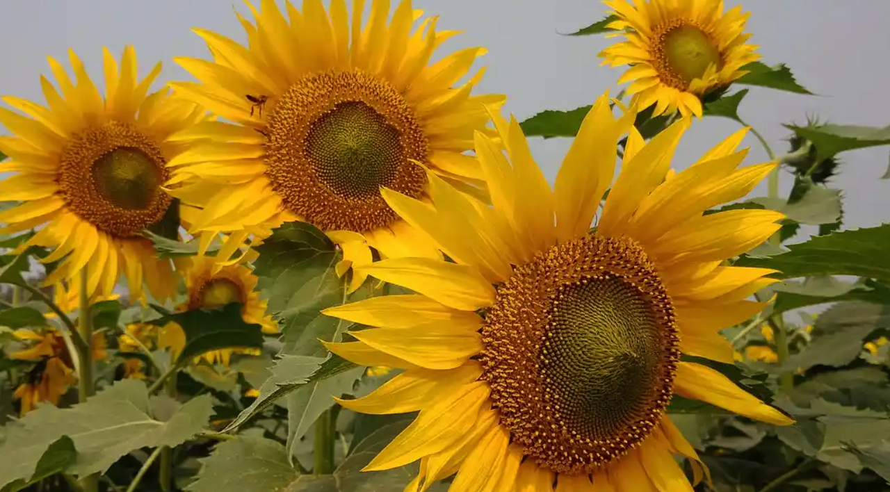 sun-flower