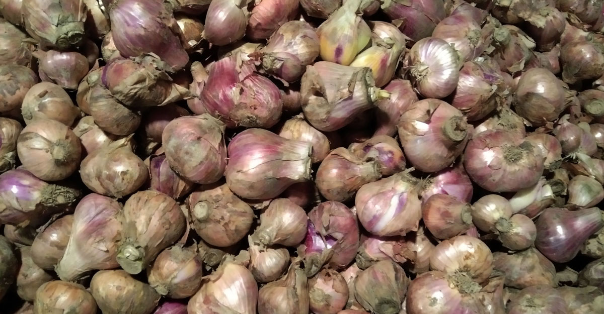 দিনাজপুরে পেঁয়াজের দাম কমছে