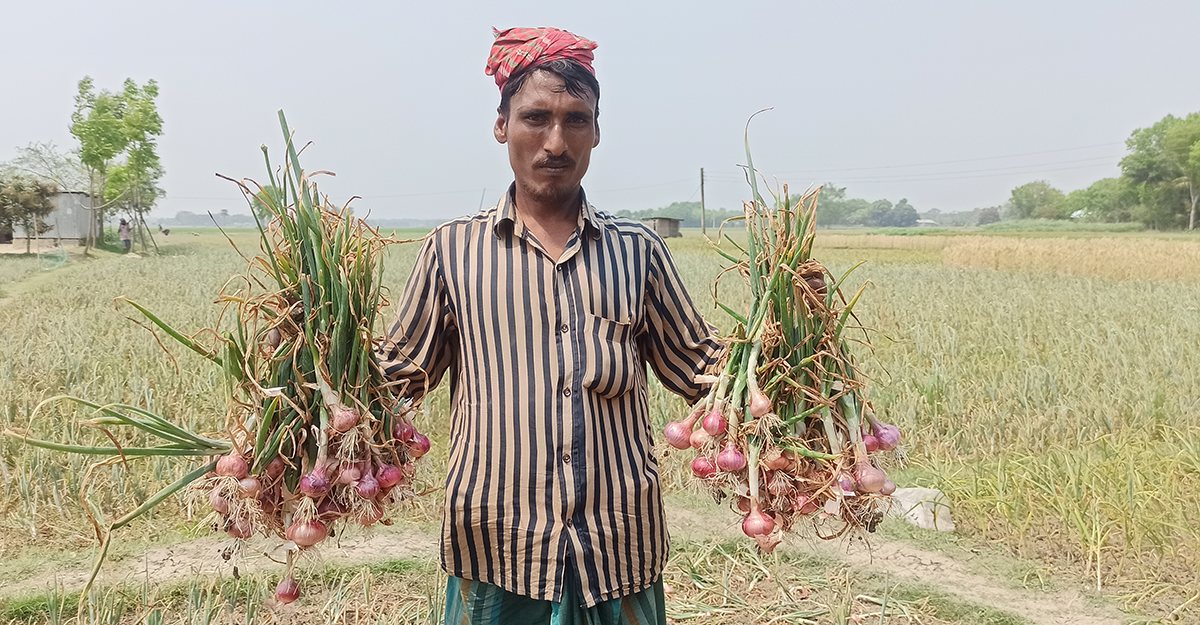 রাজবাড়ীতে হালি পেঁয়াজের বাম্পার ফলন
