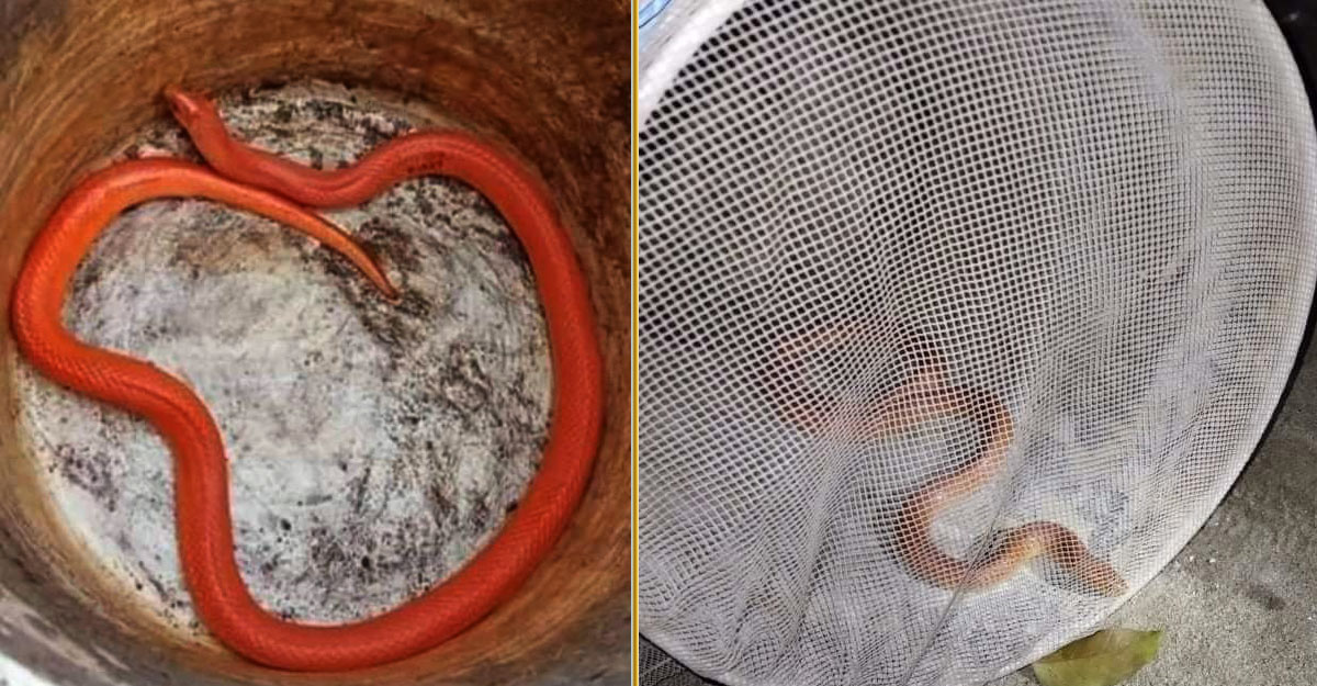 ঠাকুরগাঁওয়ে বিরল প্রজাতির ‘রেড কোরাল কুকরি’ সাপ উদ্ধার