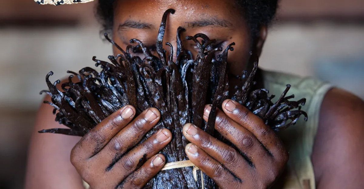 সারা বিশ্বে যে সুগন্ধি সবচেয়ে জনপ্রিয়