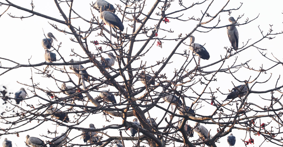 শামুকখোলের কল-কাকলিতে মুখরিত মাছিমপুর