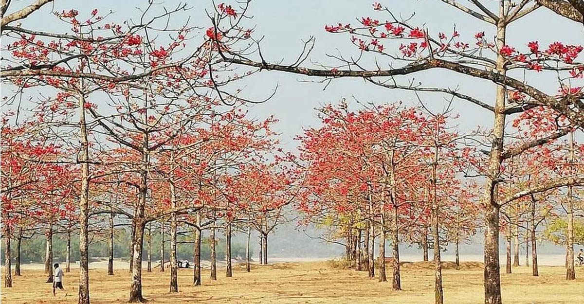 বসন্তে রঙিন এশিয়ার সর্ববৃহৎ শিমুল বাগান