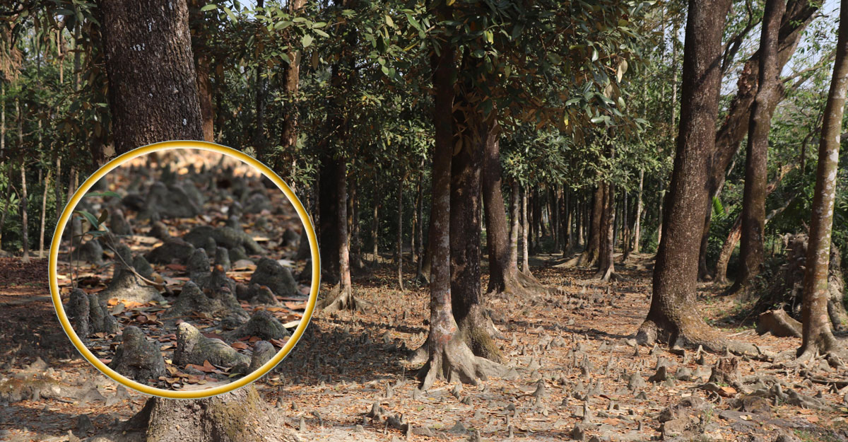 কমলনগরে ‘সুন্দরী’ গাছ নিয়ে চাঞ্চল্য!