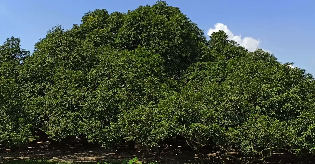 হরিণমারীতে এশিয়ার সর্ববৃহৎ সূর্য্যপুরী আম গাছ