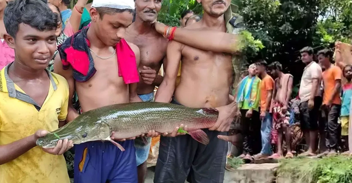 মাছ নাকি কুমির!