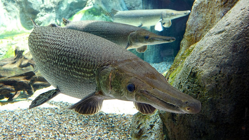 alligator fish