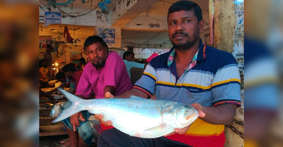 জালে ধরা পড়লো ৩ কেজির ইলিশ, ৮ হাজার টাকায় বিক্রি