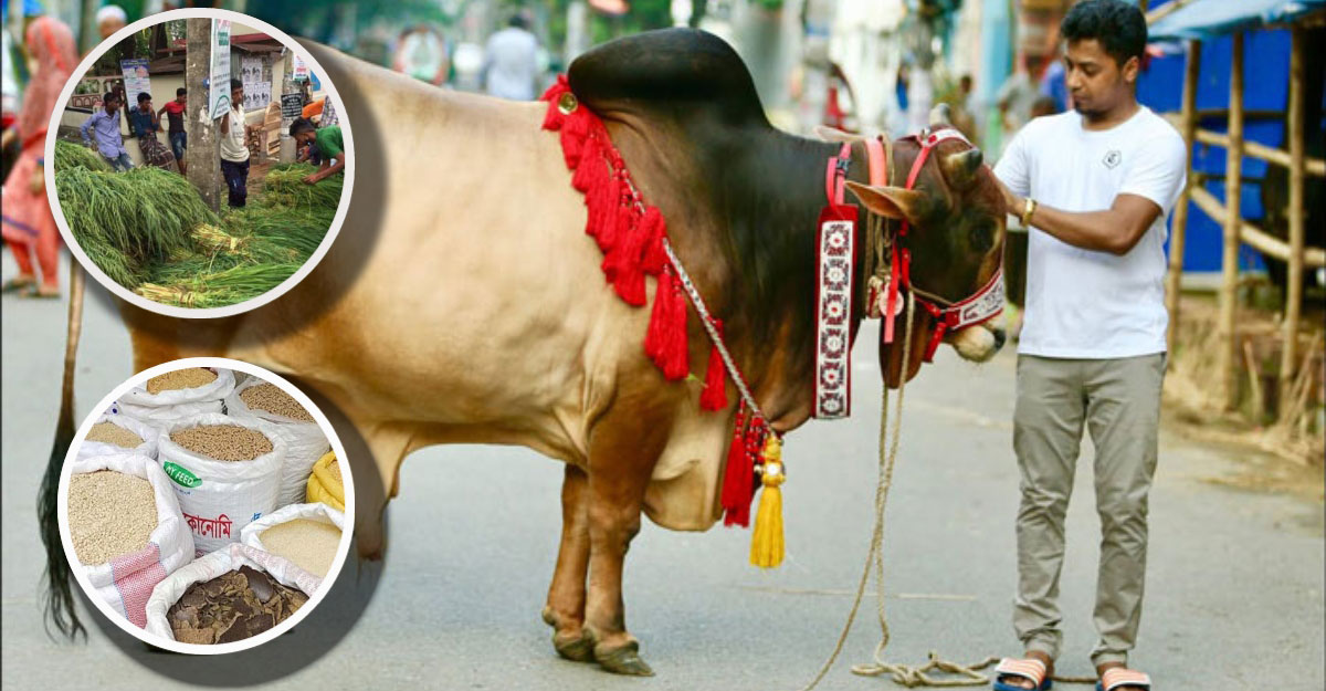 কোরবানির পশুকে কী খাওয়াবেন?