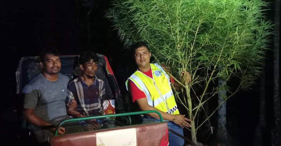 ভোলায় বাড়ি থেকে গাঁজা গাছ উদ্ধার, গ্রেফতার ১