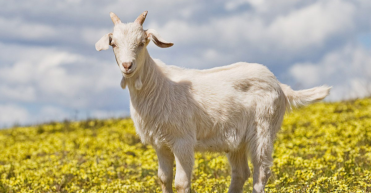 চোর নিয়ে গেল পাকিস্তানি তারকার ৯০ হাজারের খাসি