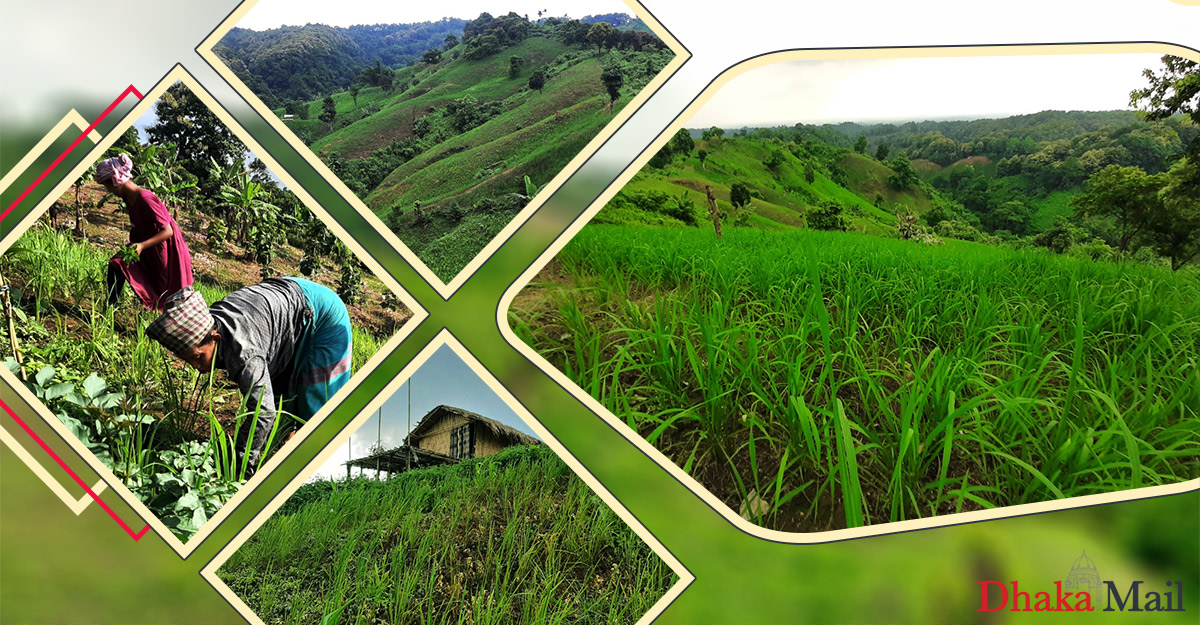 পাহাড়ে জুম সুন্দর, নজর কাড়ে সবুজ