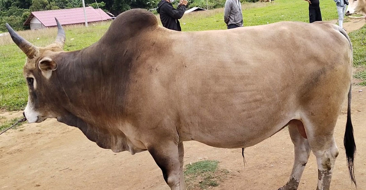 শরিকে কোরবানি করলে যে বিষয়গুলো খেয়াল রাখবেন