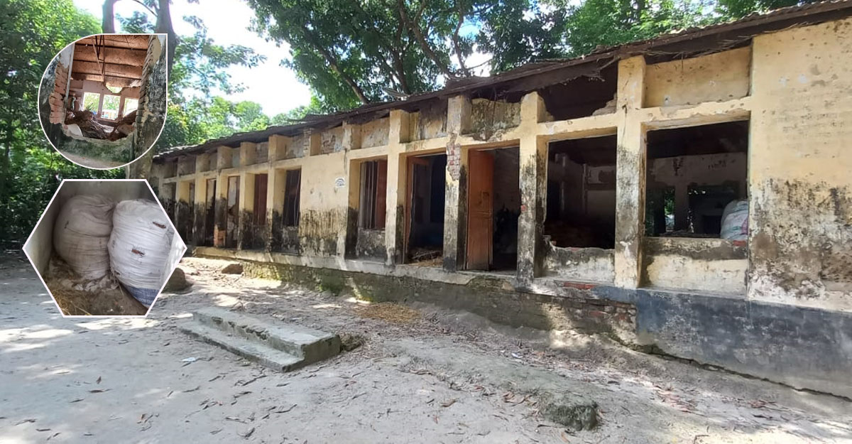 বিদ্যালয়ের টিন খুলে নিয়ে গরুর ঘর তৈরি!