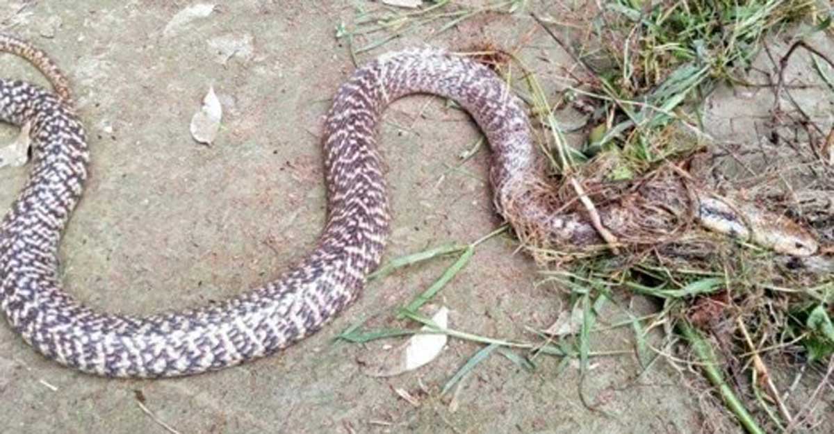 বরগুনায় গোখরা সাপ উদ্ধার, বনে অবমুক্ত