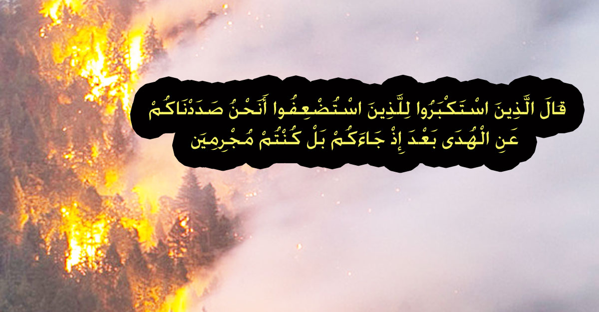 Erkak jinsiy organlari porno