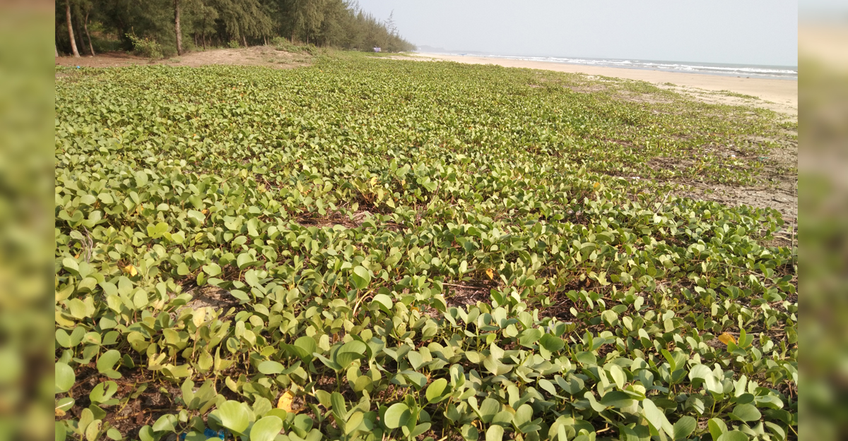 বিপন্নের পথে কক্সবাজার সৈকতের সাগরলতা