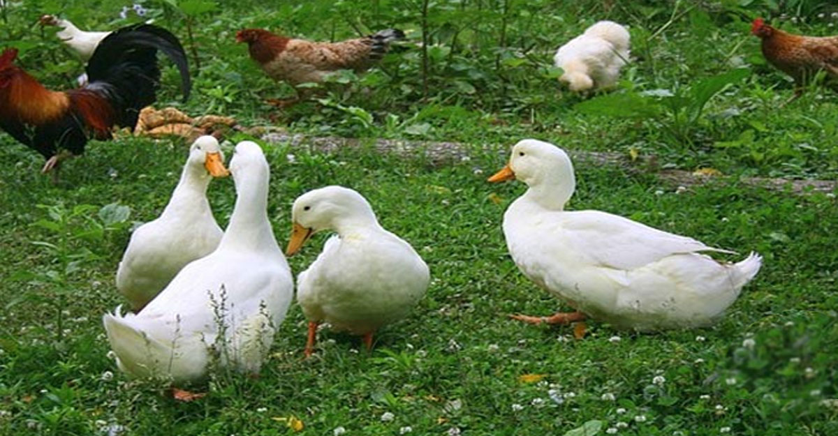 কোরবানির আগে হাঁস-মুরগি জবাই করা যাবে?