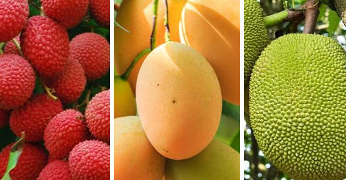 অতিরিক্ত আম-কাঁঠাল-লিচু খাওয়ার যত বিপদ