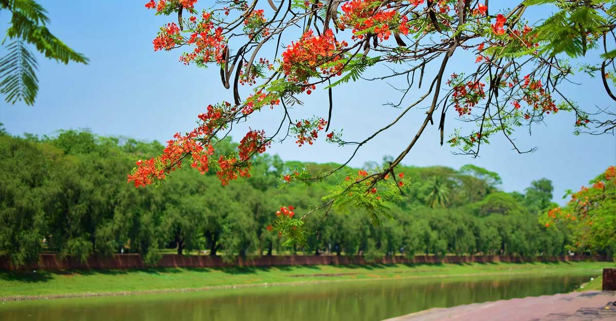 ধূসর নগরে লাল ডানা মেলছে কৃষ্ণচূড়া