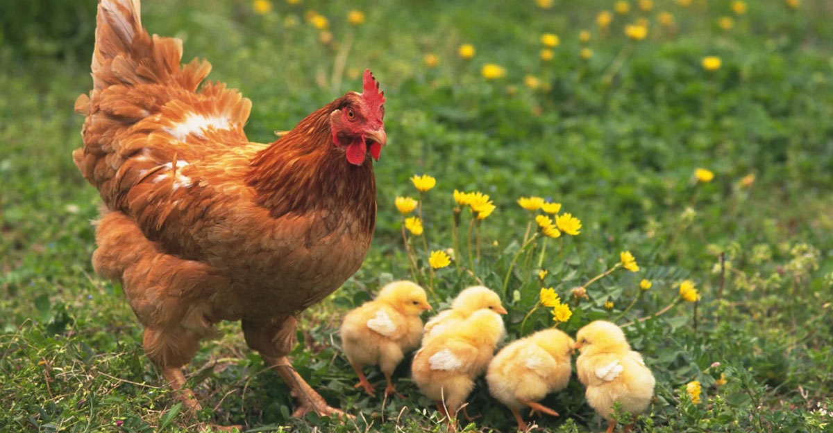 বনের মুরগি যেভাবে গৃহপালিত হলো