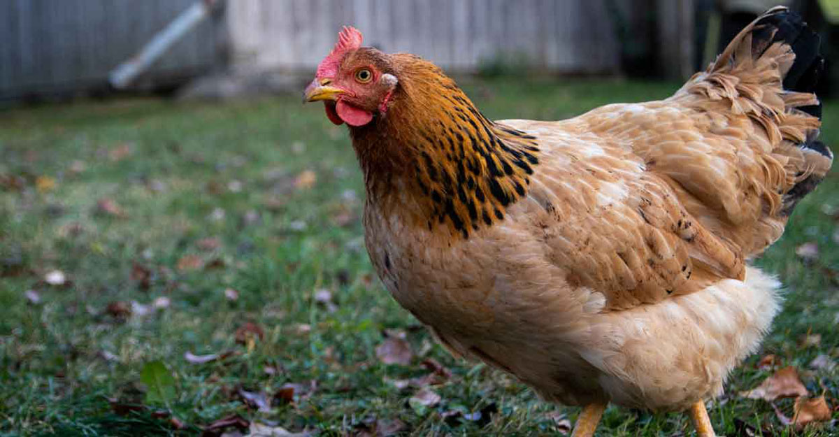 hen