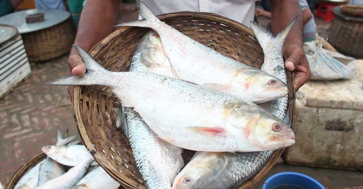 পদ্মার ইলিশের কেন এত সুনাম