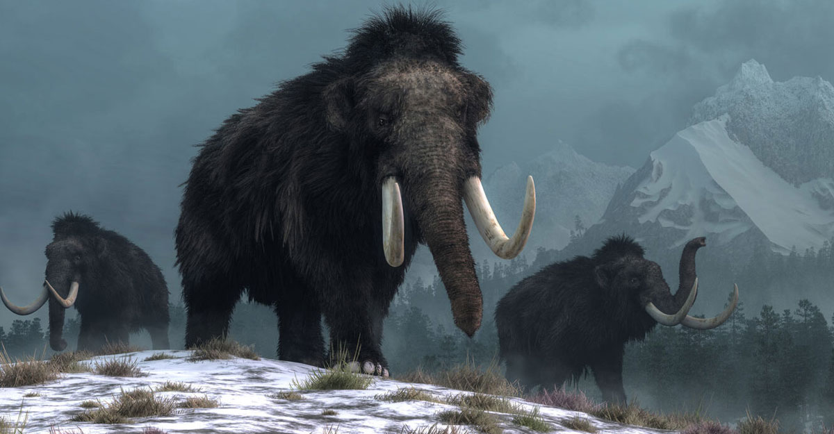 প্রায় সম্পূর্ণ ম্যামথের মমি আবিষ্কার, অবাক বিজ্ঞানীরা