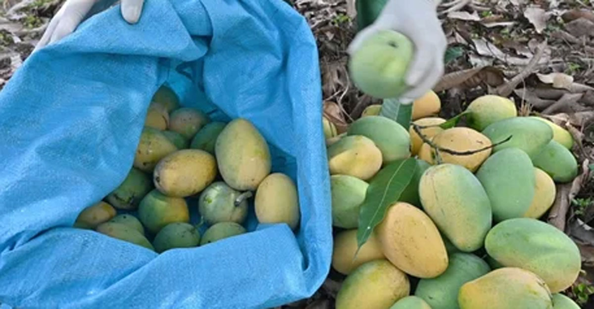 কুড়িয়ে ফল খেলে পরের হক নষ্ট হবে কি?