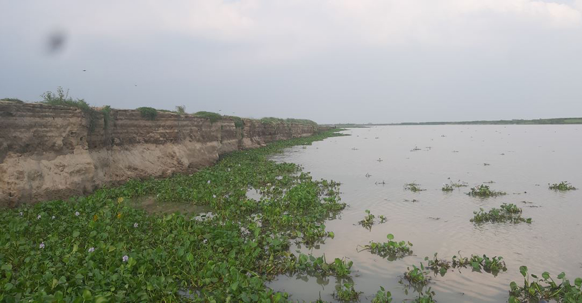 চোখ রাঙাচ্ছে পদ্মা-যমুনা, ঝুঁকিতে ৫ হাজার হেক্টর জমির ফসল