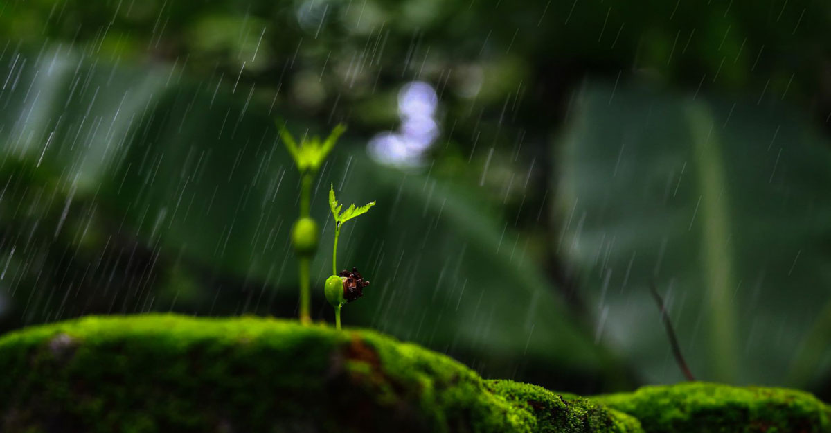 প্রকৃতিতে নতুন প্রাণ সঞ্চারে এলো বর্ষা