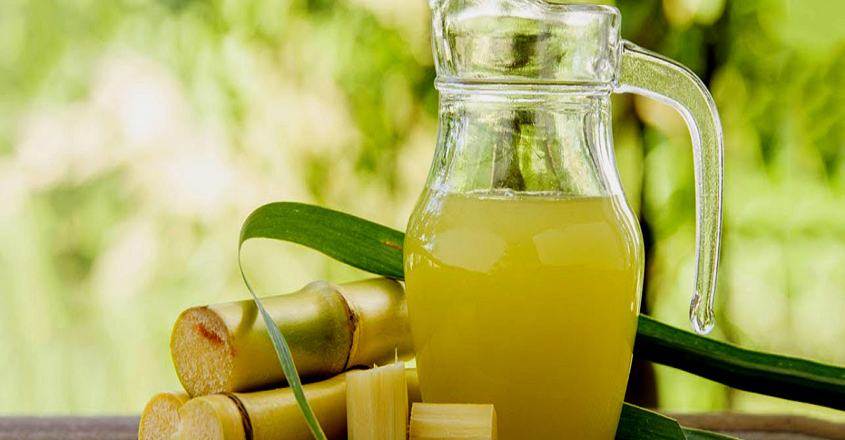 sugarcane