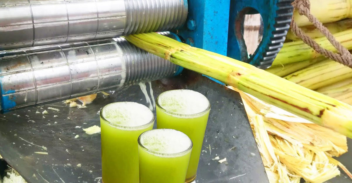 sugarcane