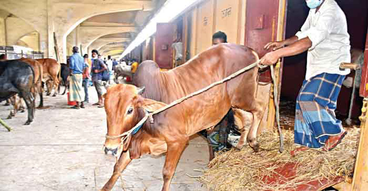 ঈদে গরু ৫০০, ছাগল ৩০০ টাকায় আনা যাবে ট্রেনে