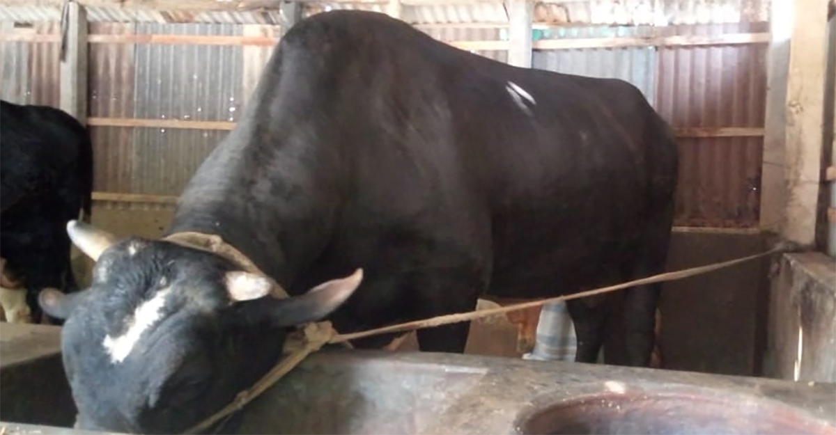 ফের আলোচনায় ‘নয়া দামান’