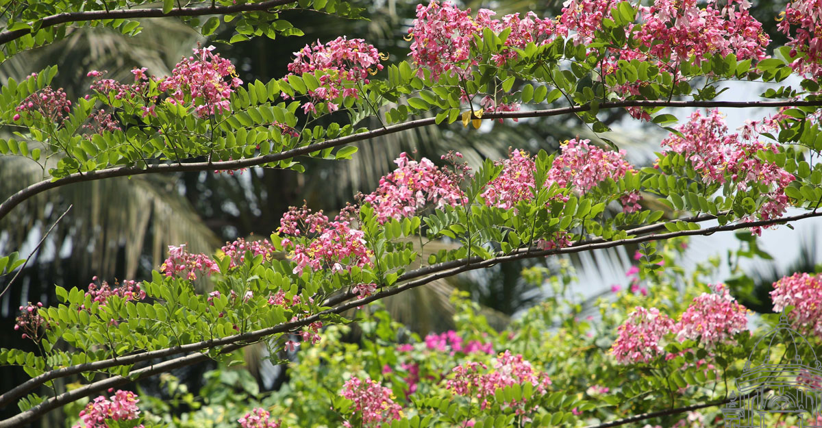 পাহাড়ে মন কেড়েছে পিংক ক্যাশিয়া জাভানিকা