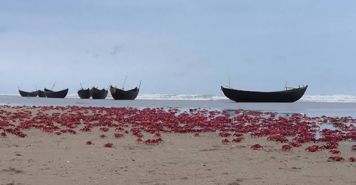 বিলুপ্তির পথে কক্সবাজার সৈকতের লাল কাঁকড়া