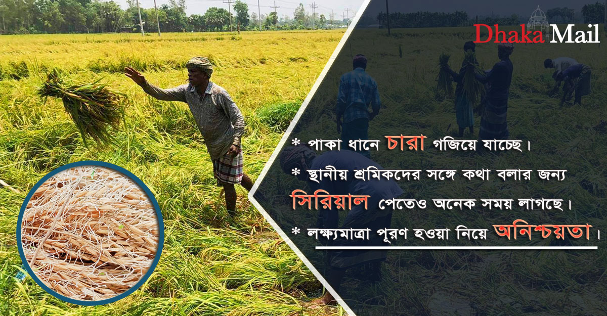 ধান নিয়ে দুর্ভোগের শেষ নেই নওগাঁর চাষিদের