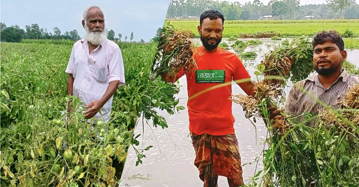 অসময়ের বৃষ্টিতে পঞ্চগড়ের কৃষকদের মাথায় হাত