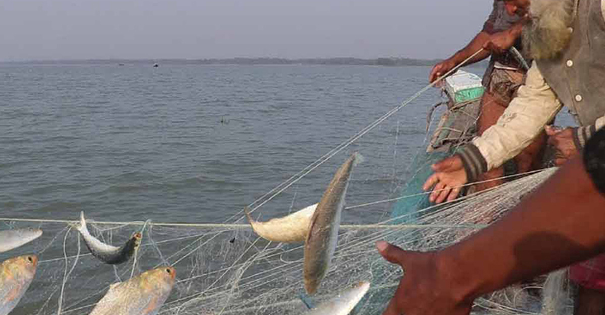 fish