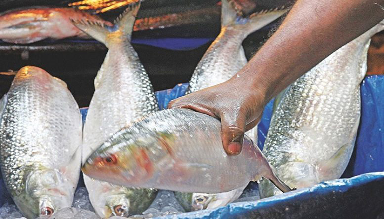 fish