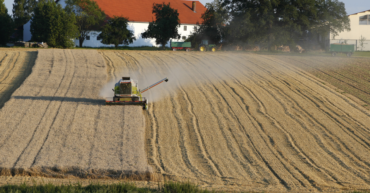 রুশ-ইউক্রেন যুদ্ধের প্রভাবে জার্মানিতে বেড়েছে শস্যের দাম