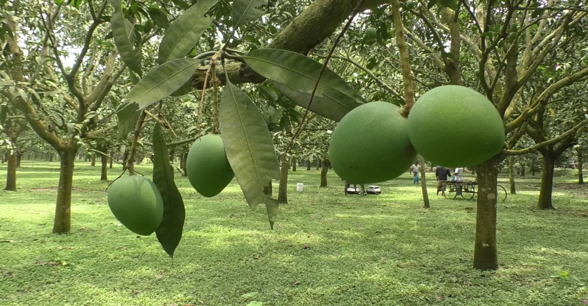 জুনে আসছে সুস্বাদু হাড়িভাঙা আম, বিক্রি ২০০ কোটি ছাড়ানোর আশা