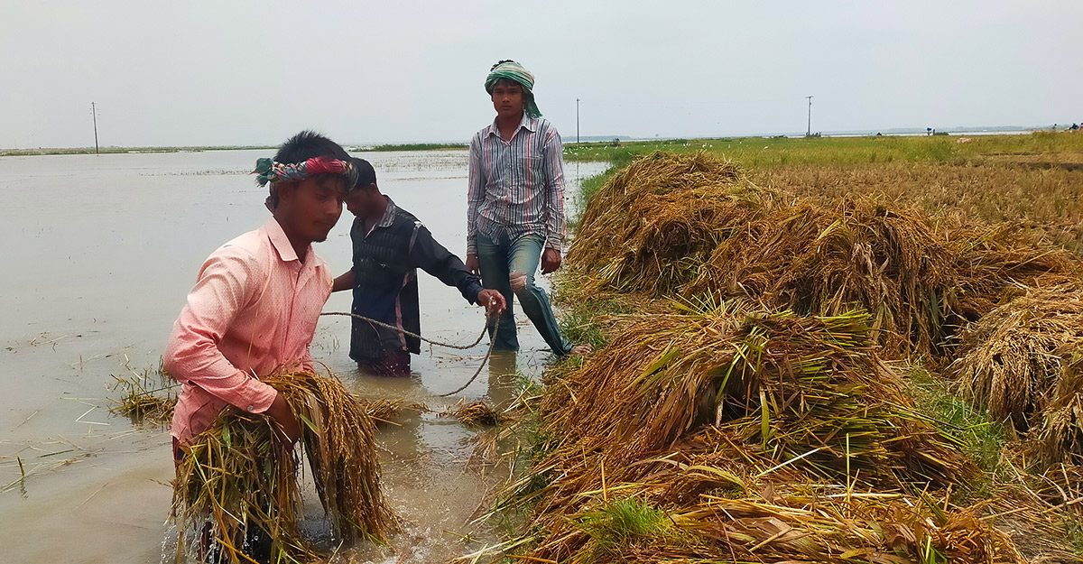 চাঁপাইনবাবগঞ্জে বন্যায় তলিয়ে গেছে ৩ হাজার বিঘা জমির ধান
