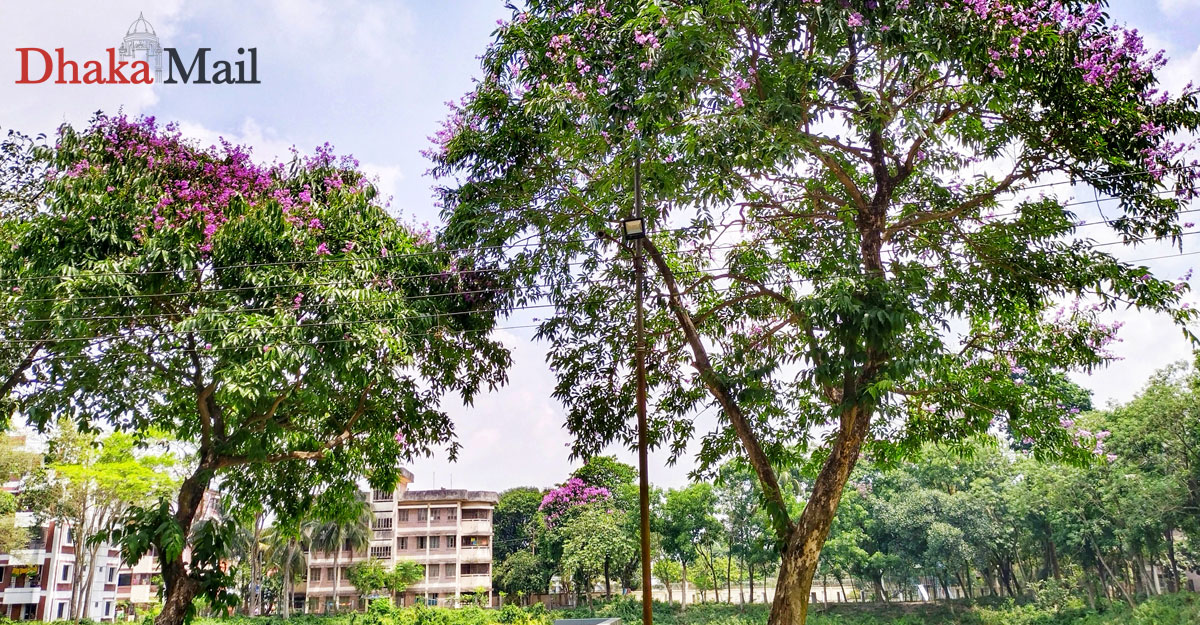 জারুলের বেগুনি আভায় মোহনীয় হাবিপ্রবি ক্যাম্পাস