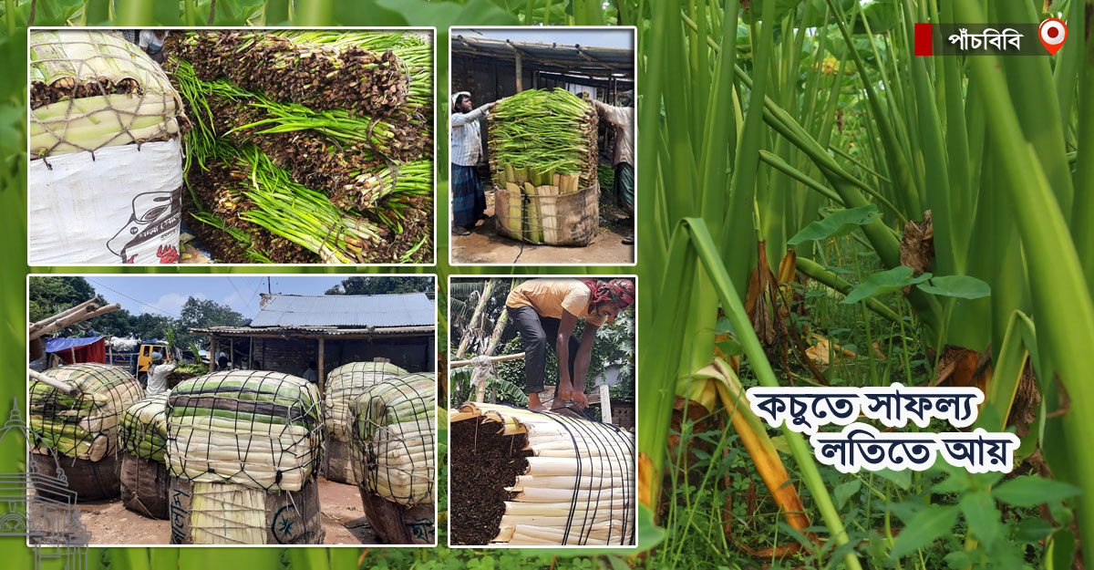 লতিরাজে ‘রাজ’ চলছে পাঁচবিবির কৃষকদের