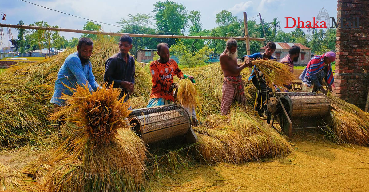 রংপুরে আগাম বোরো ধান কাটার উৎসব