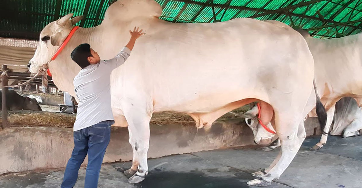 ভাগে কোরবানি করার নিয়ম