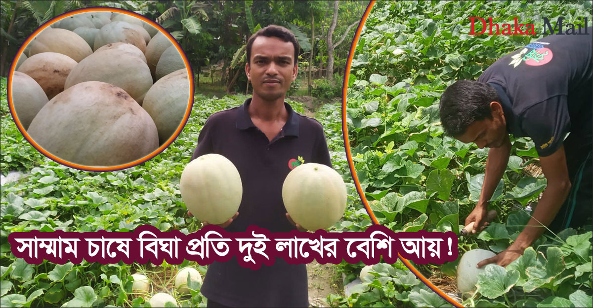 সাম্মাম চাষে বিঘা প্রতি দুই লাখের বেশি আয় দেখছেন খুলনার তরিকুল