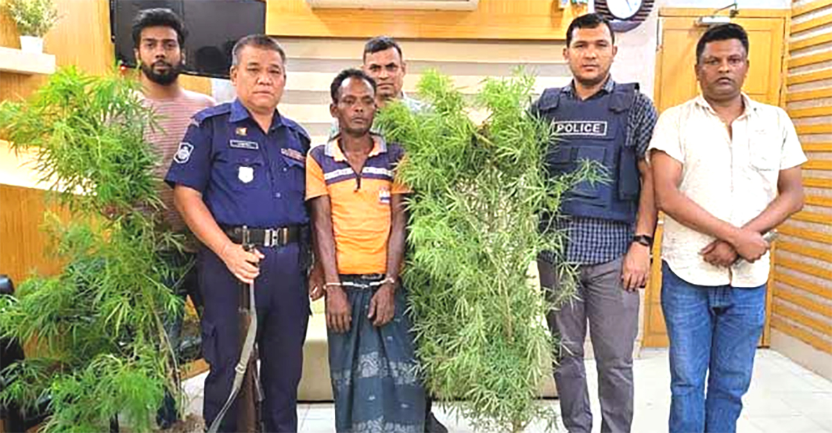 সবজির আড়ালে গাঁজা চাষ